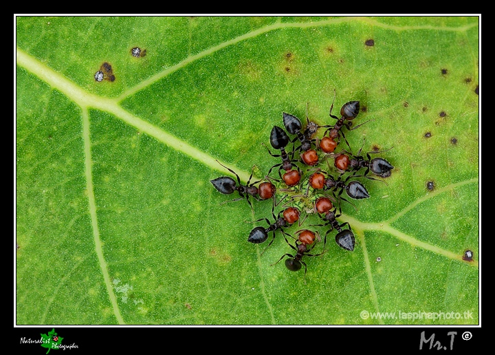 ...Formiche allevatrici...