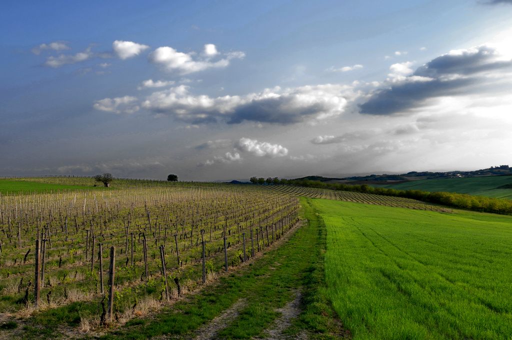Vigne del Monferrato