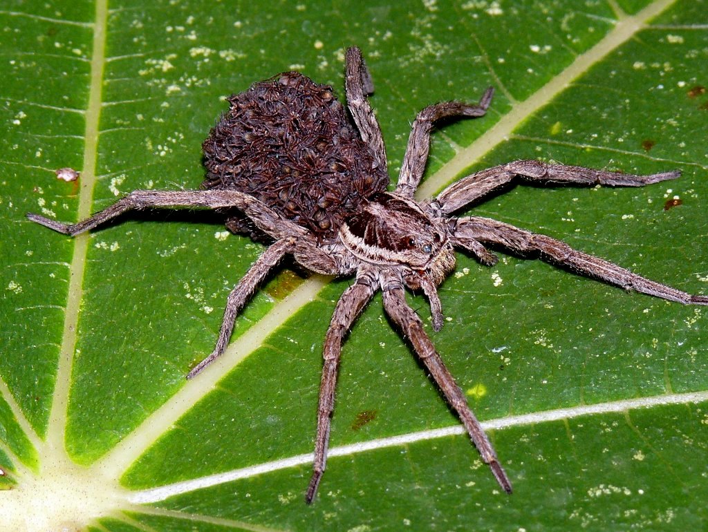 Calano le nascite.....