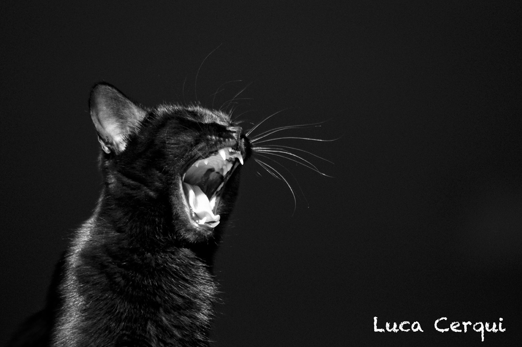 il risveglio del leone