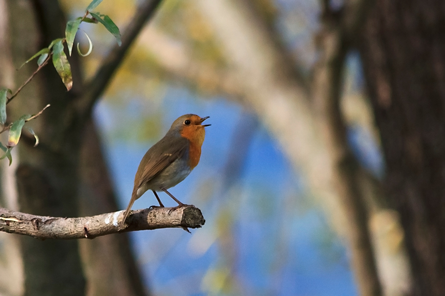pettirosso....in canto