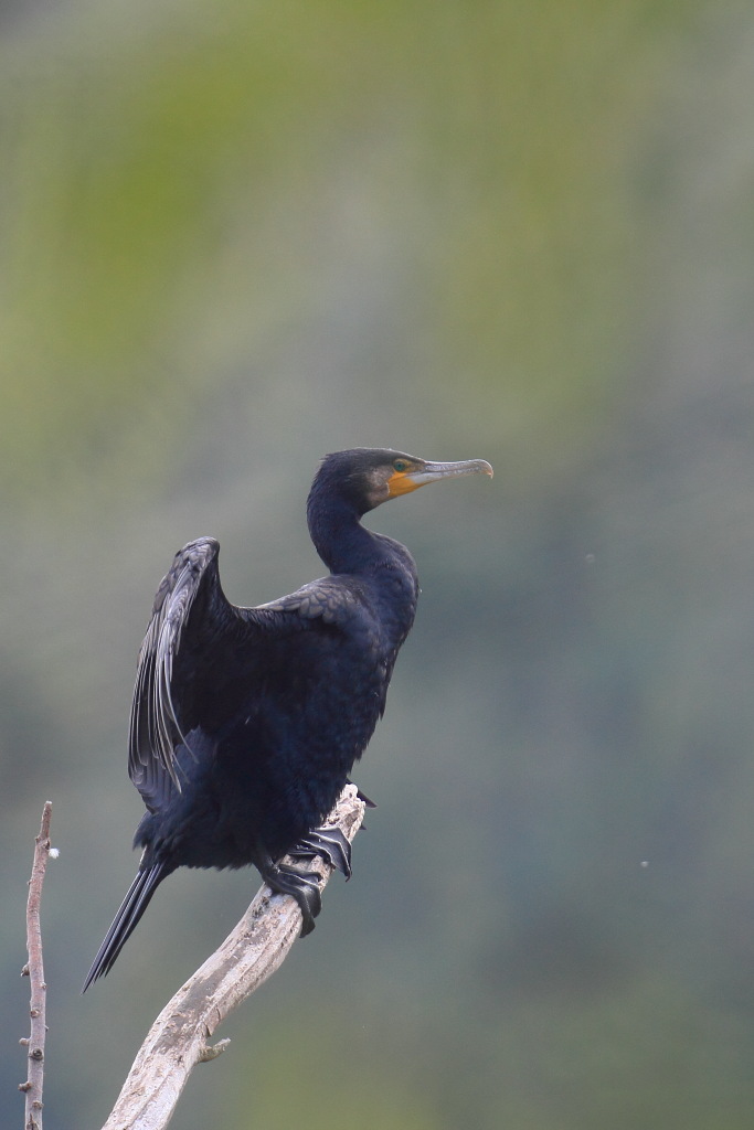 Cormorano