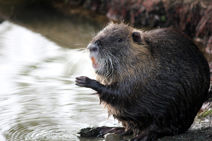 nutria