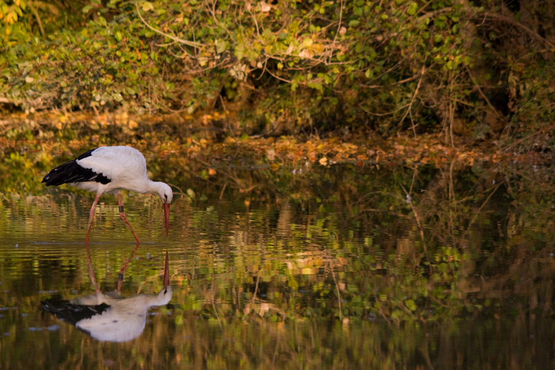 Riflessi di cicogna