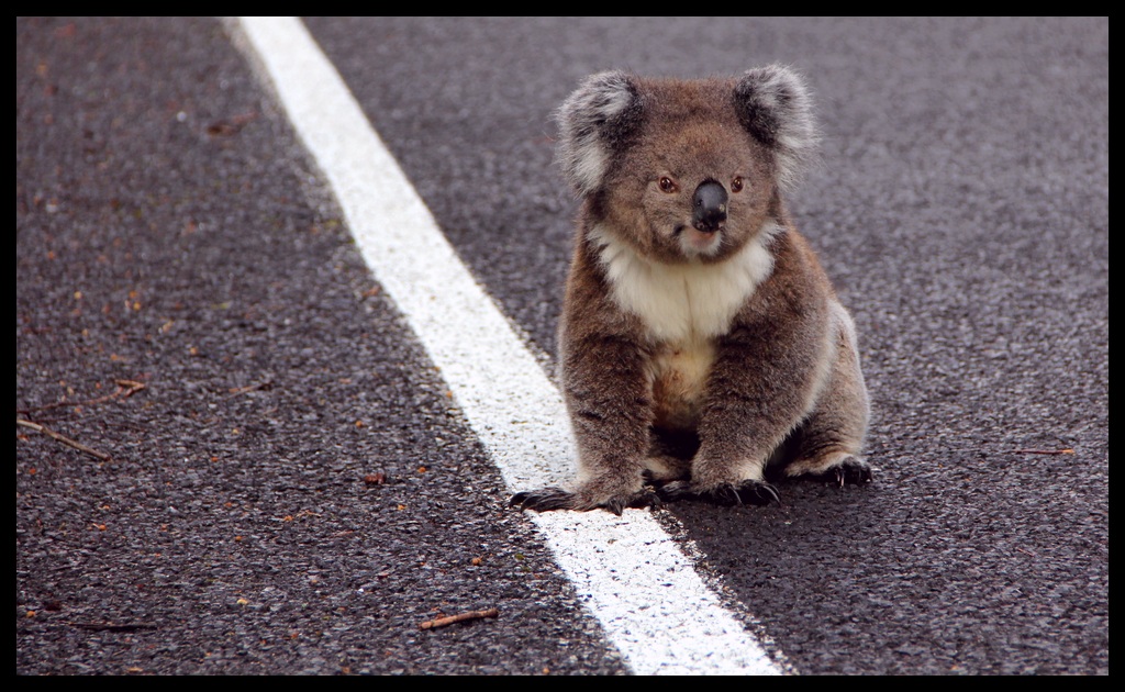 Mi date un passaggio ??