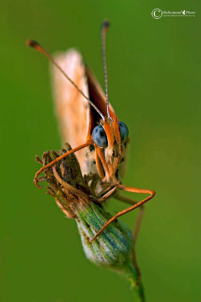 Melitaea didyma (Esper 1779) Didima