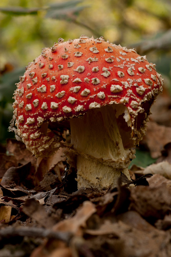 La casa di Grande Puffo!