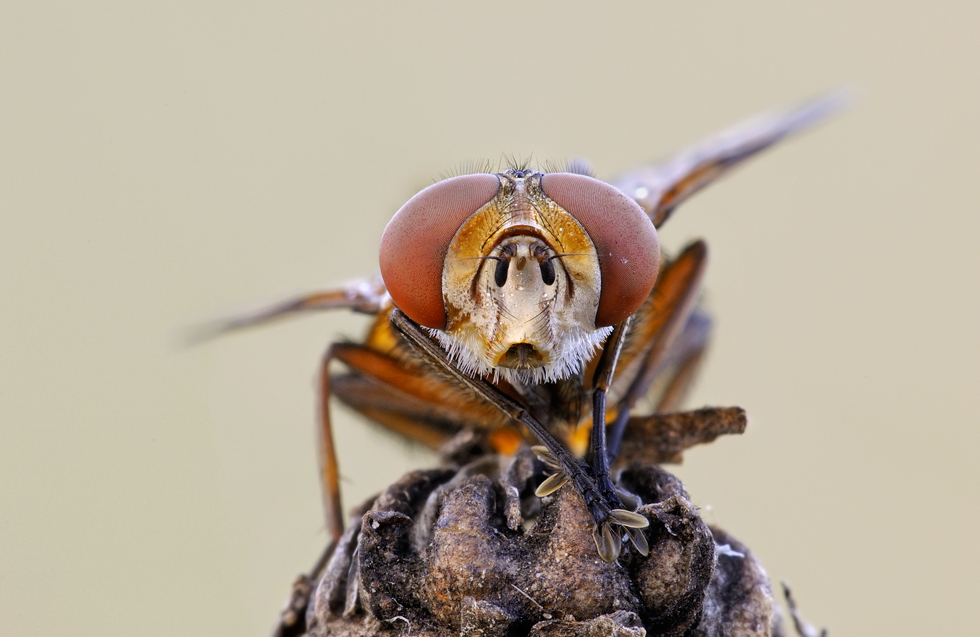 Ectophasia crassipennis