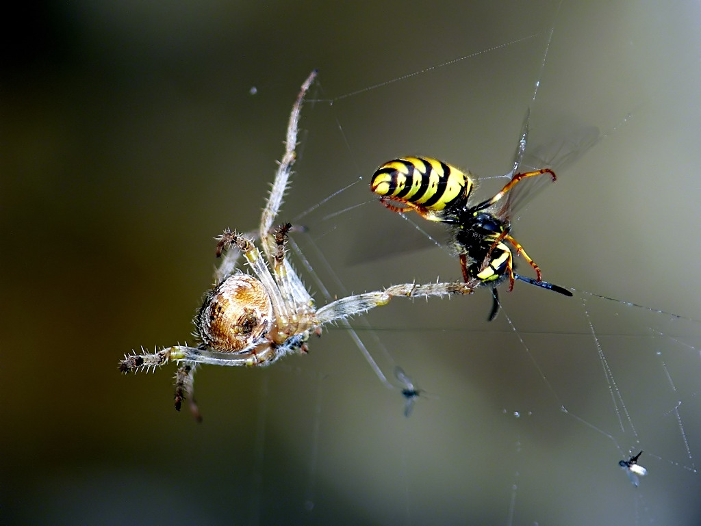 Lotta all'ultima zampa!!!!!