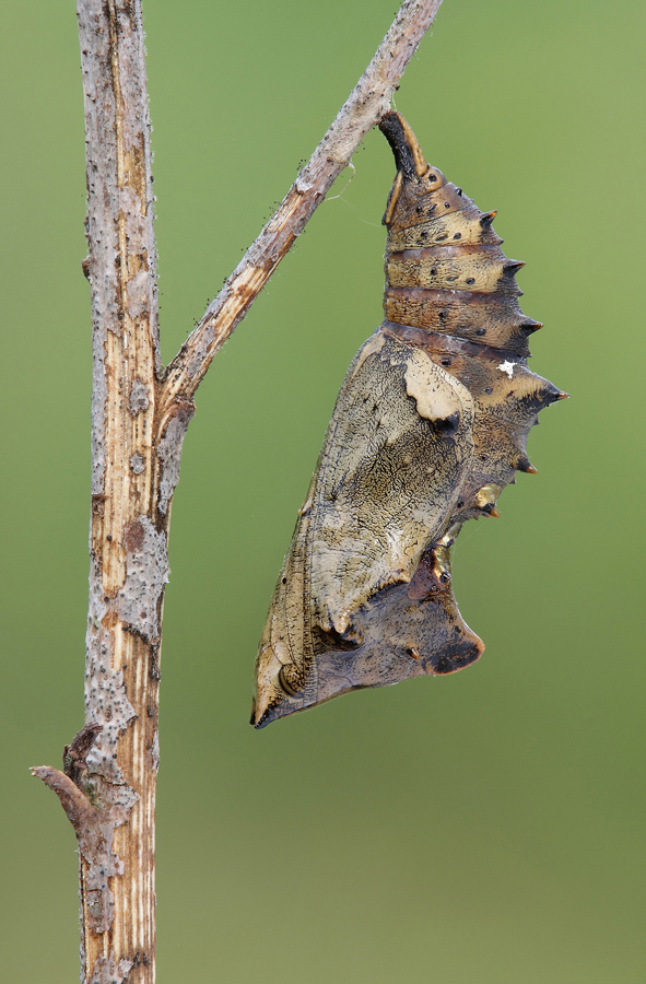 Nymphalis polychloros, crisalide
