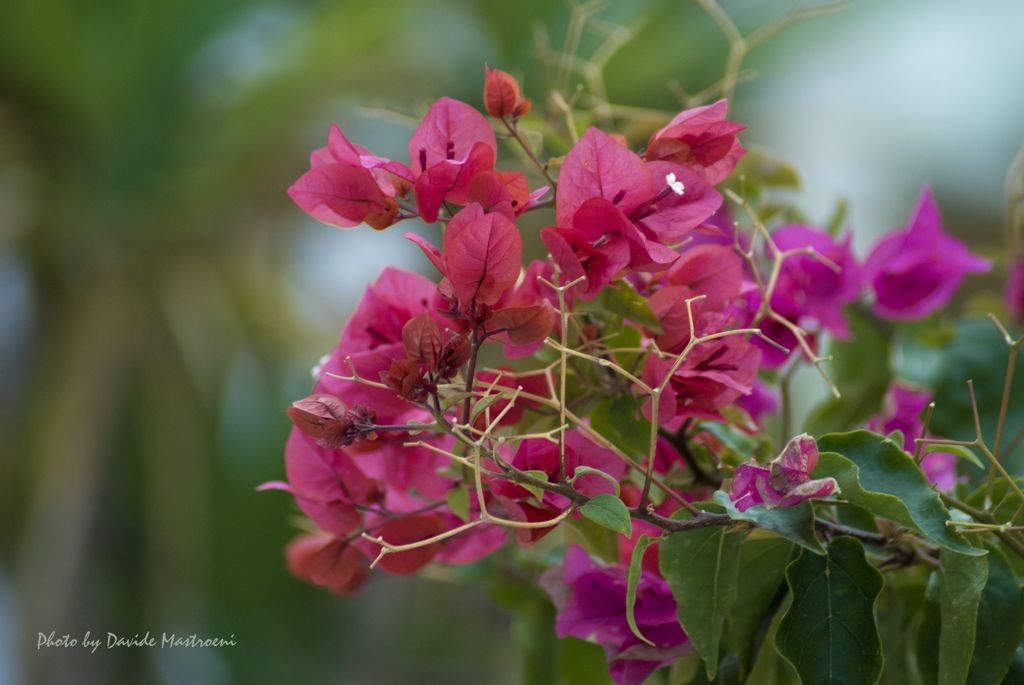 Flowers..Bouganville