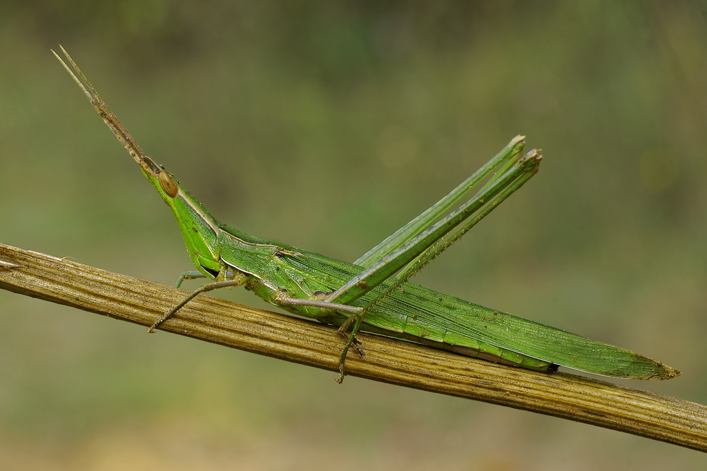 Acrida (altro file....)