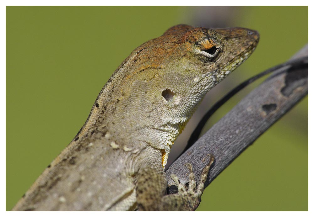 Lucertola Caraibica 2