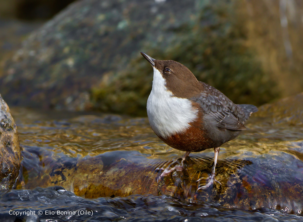 Merlo acquaiolo (Cinclus cinclus)