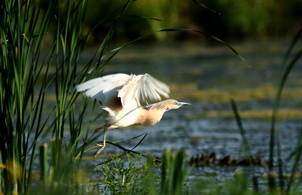 sgarza ciuffeto dinamica