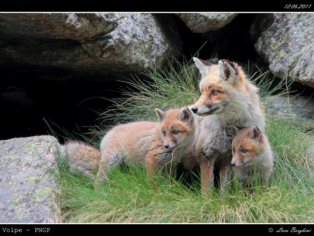 Volpe # 13 - famiglia
