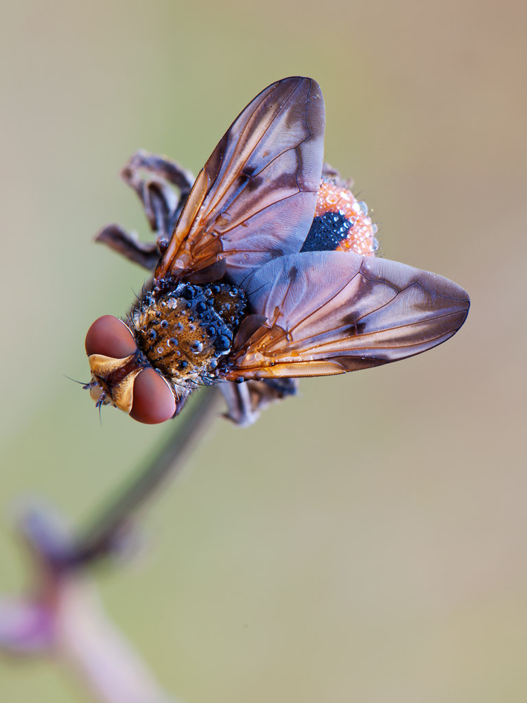 Ectophasia crassipennis