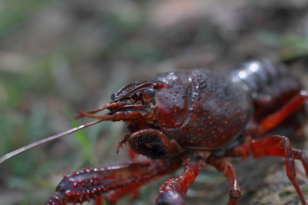 Ritratto di gambero della luisiana