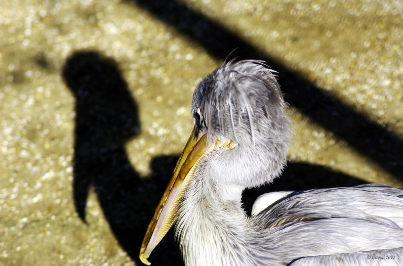 la femmina misteriosa