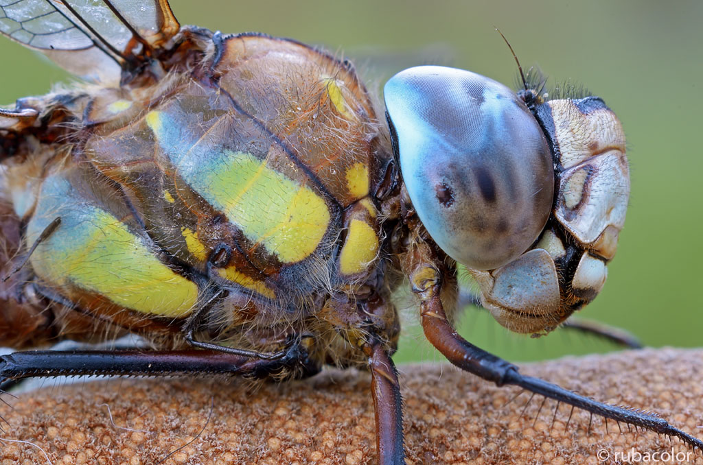 Il riposo del gigante alato