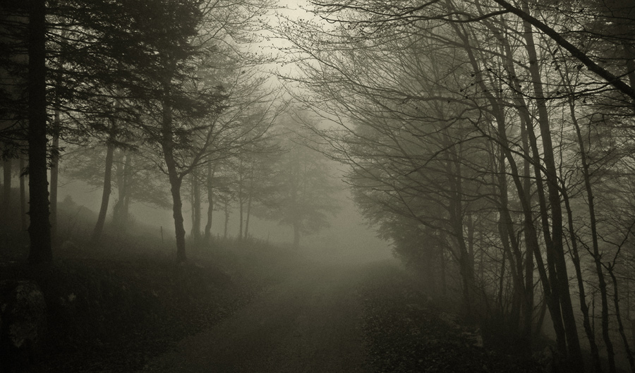 Nebbia nel bosco