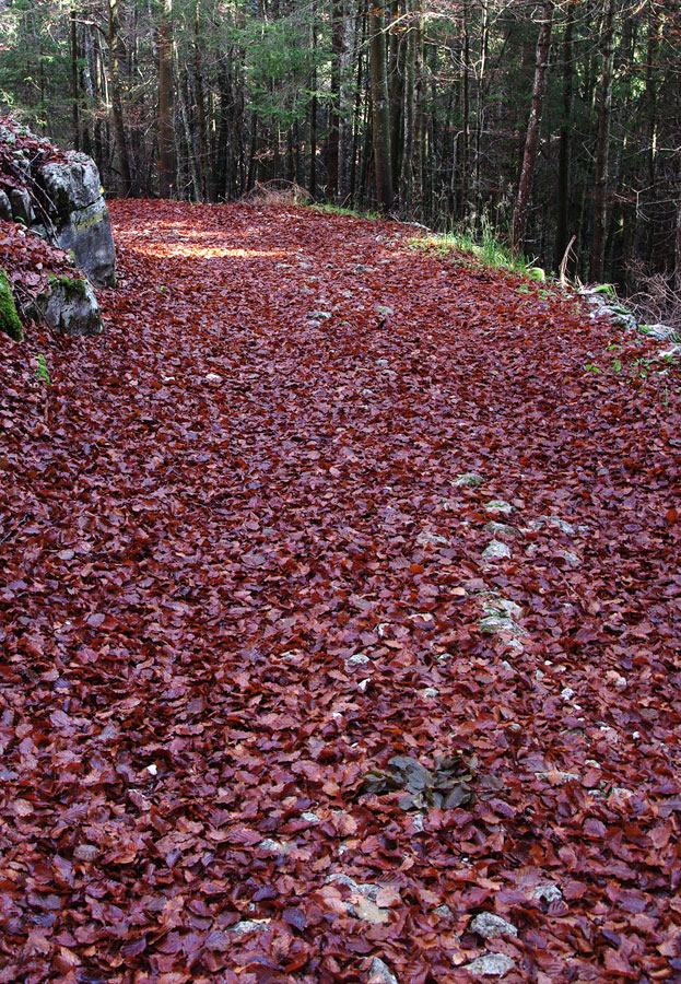 Tappeto rosso