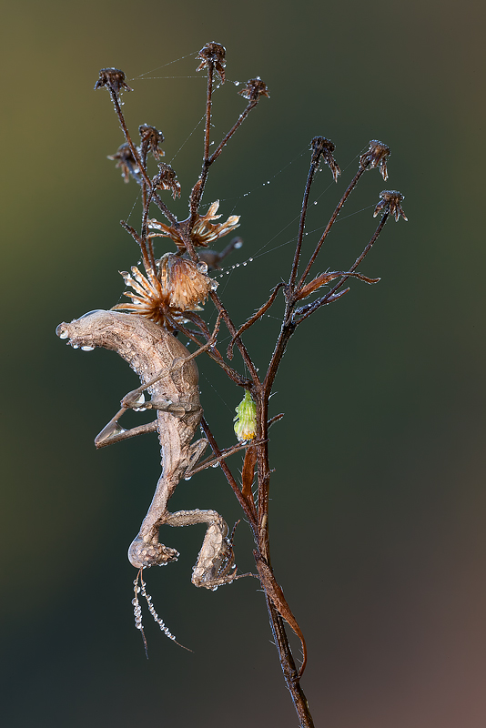 ...nella sua natura...