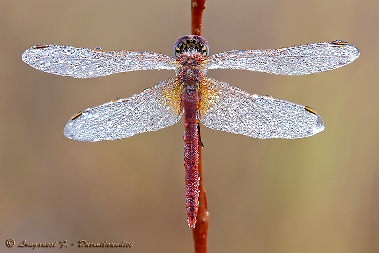 Sympetrum fonscolombii