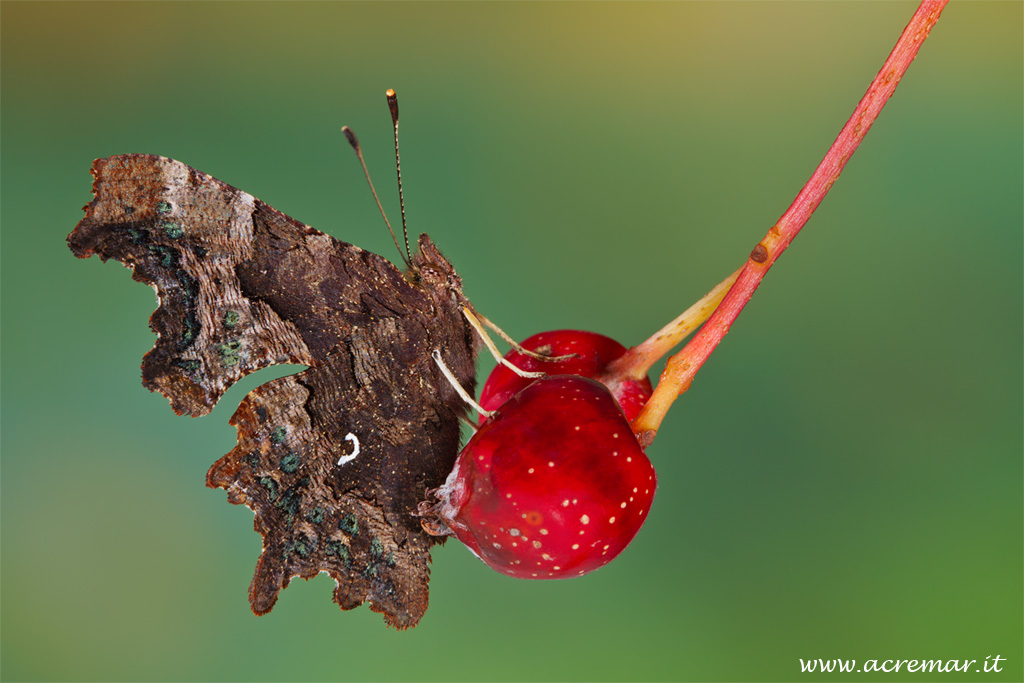 Resistono ancora .....