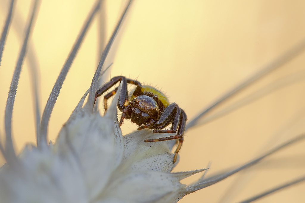 Ragnetto sulla spiga