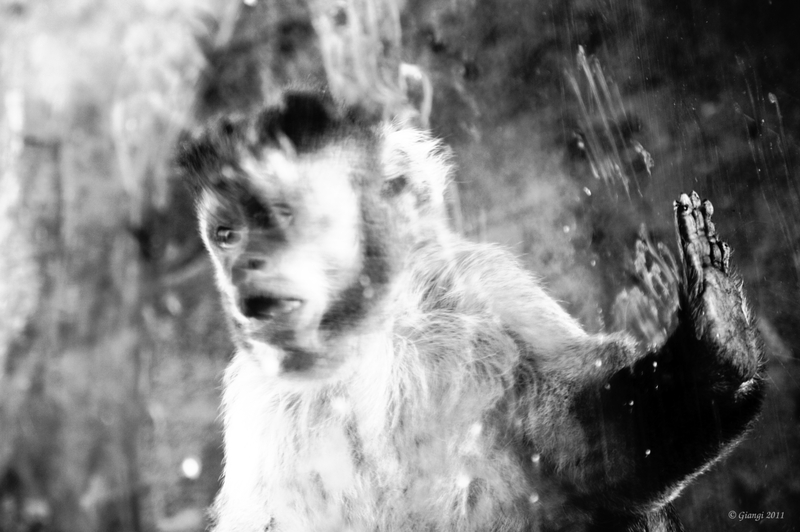 Il pianeta delle scimmie