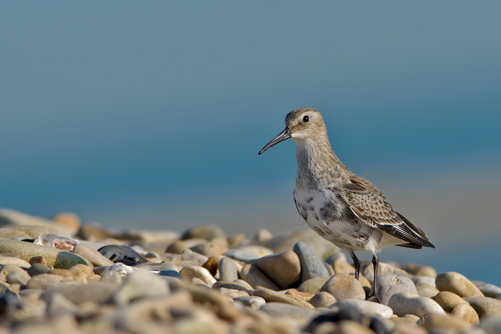 Piovanello pancianera (Calidris alpina)