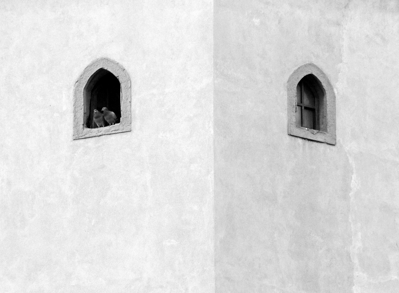 Illusione ottica con coppia di piccioni