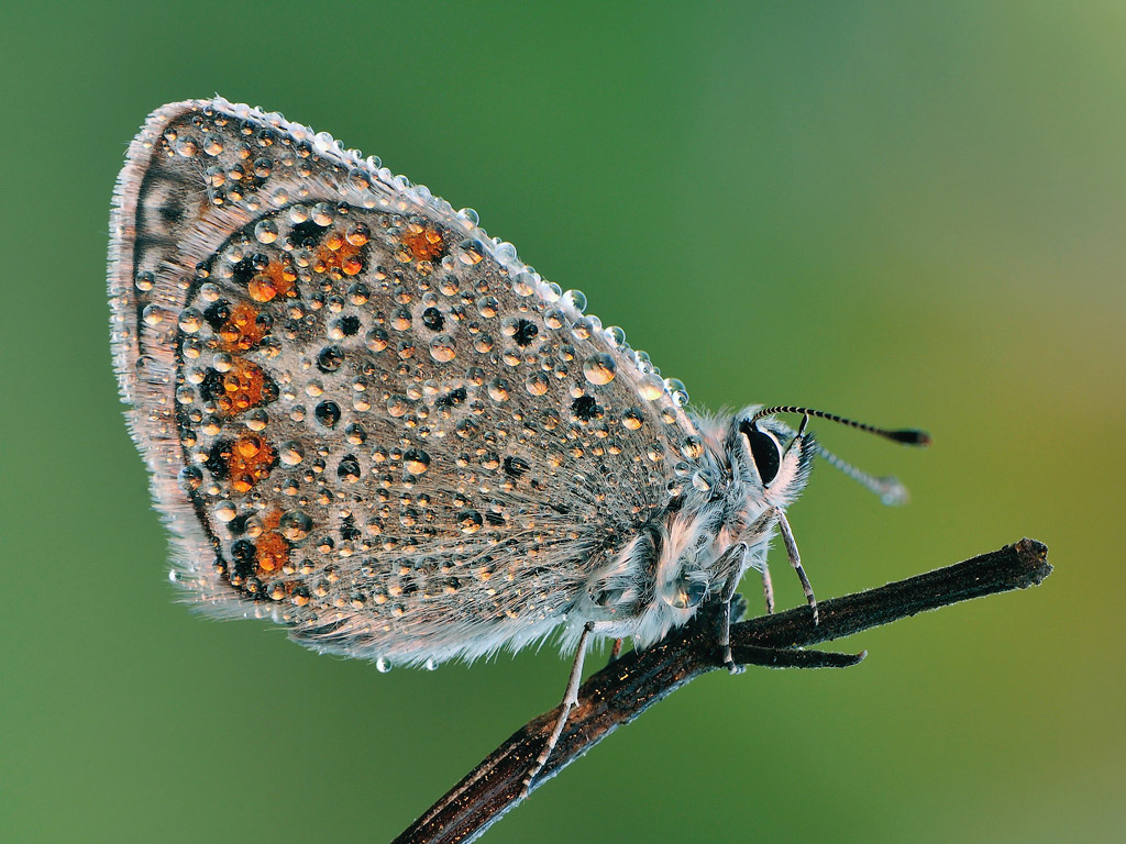 Imperlata di rugiada