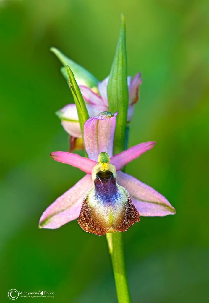 Ophrys tyrrhena