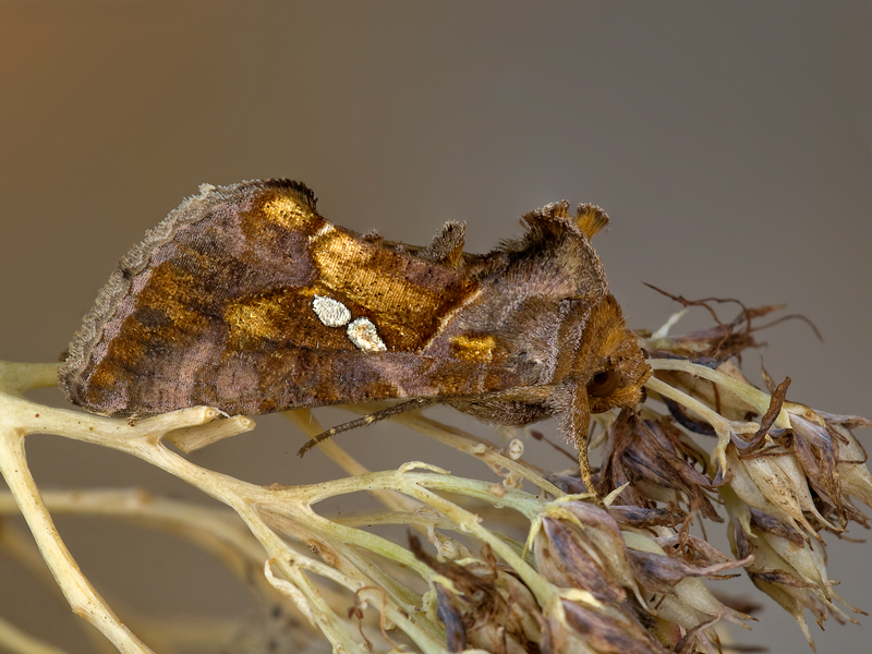 falena....(quella del ritratto...)
