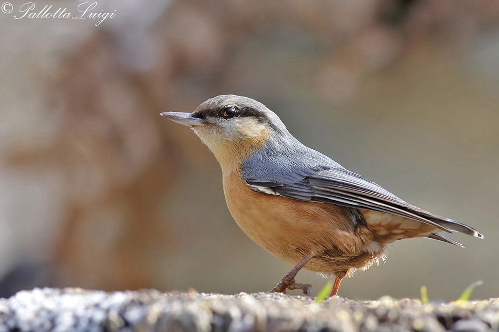 Picchio muratore (Sitta europaea)