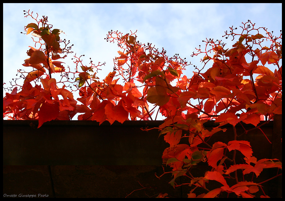 Rosso d'autunno