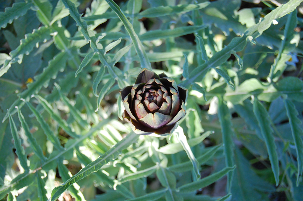 ...insolito fiore...