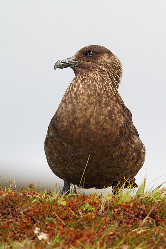MAESTOSO.......(STERCORARIO MAGGIORE)