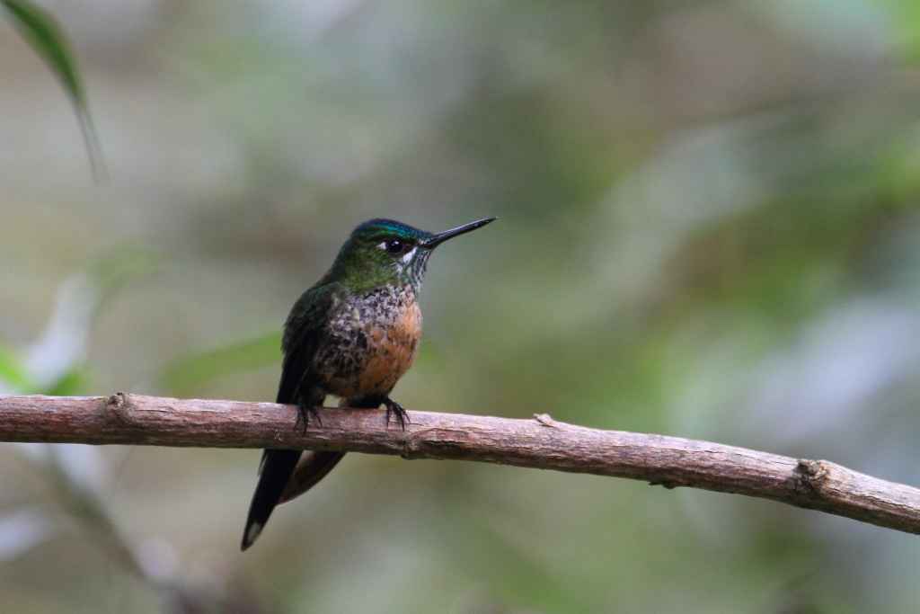 Colibr� di Amazilia (Amazilia amazilia)