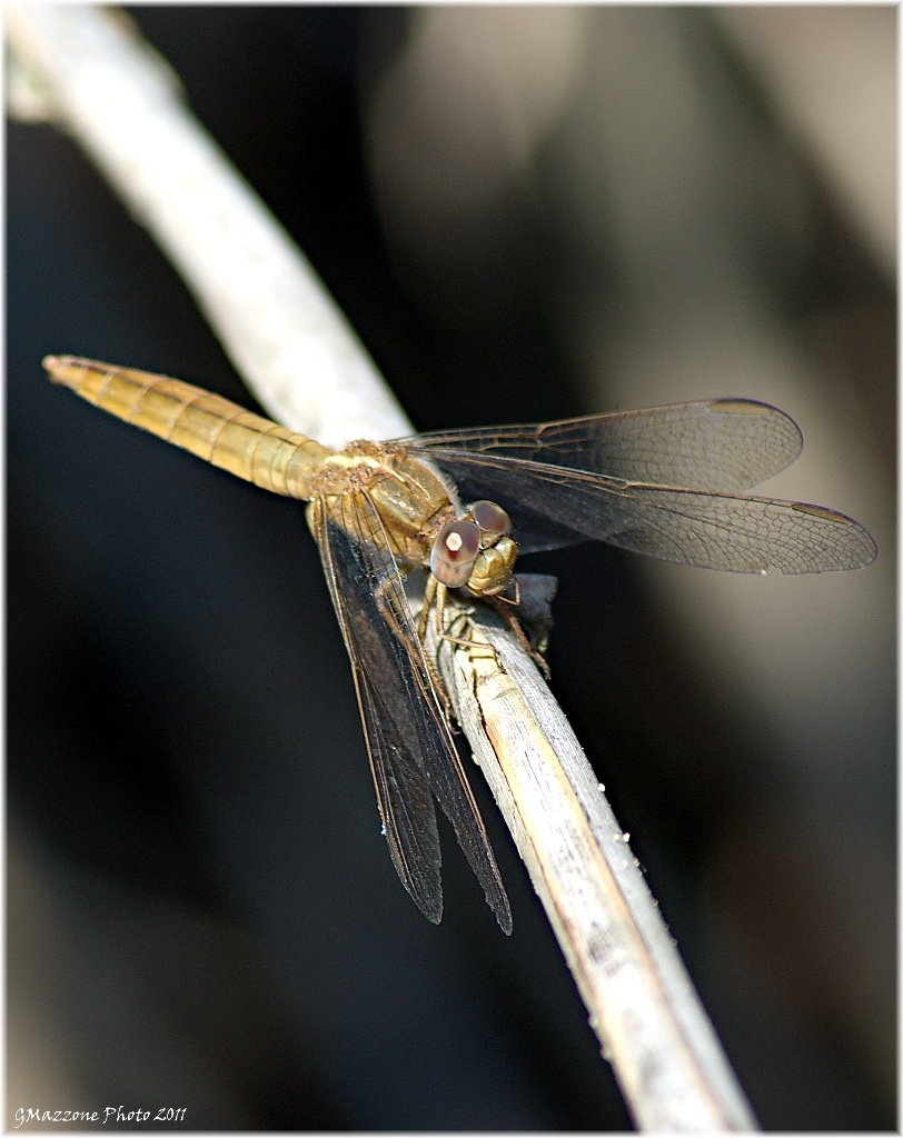 Libellula_3