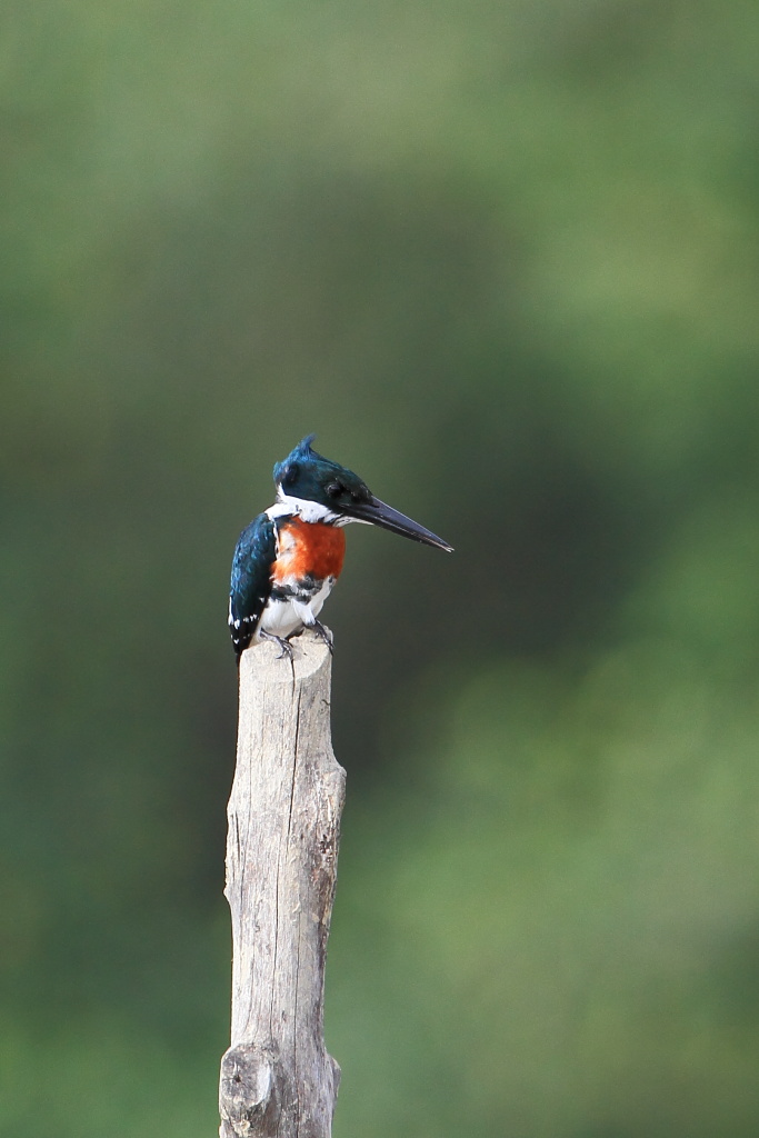 Martin pescatore dell'Amazzonia (Chloroceryle amazona)