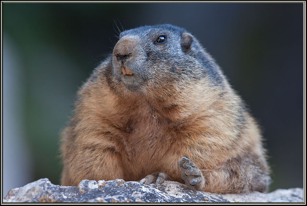 Marmotta
