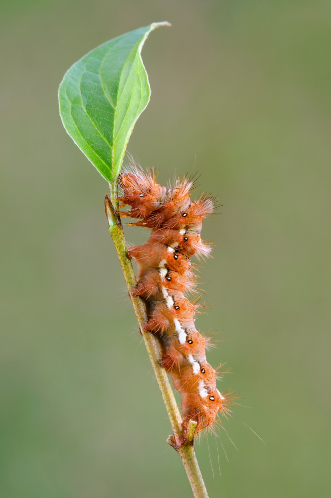 Acronicta rumicis in : Fino all'ultima foglia!