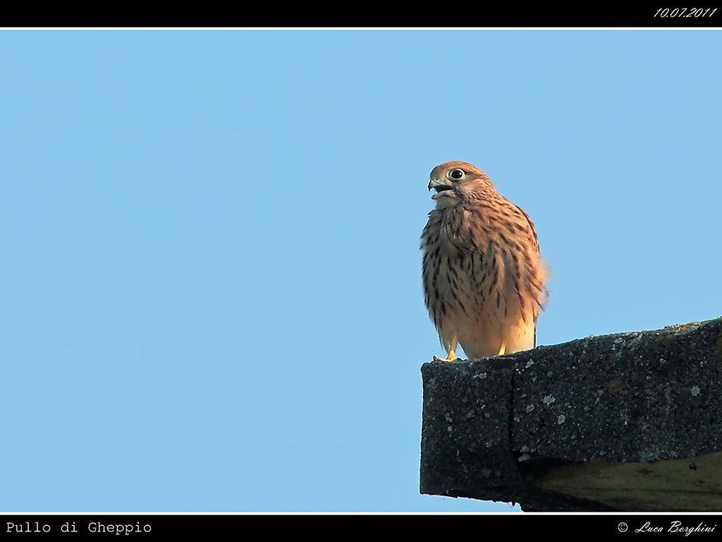 Pullo di Gheppio # 3