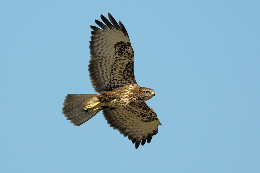 Poiana (buteo buteo)