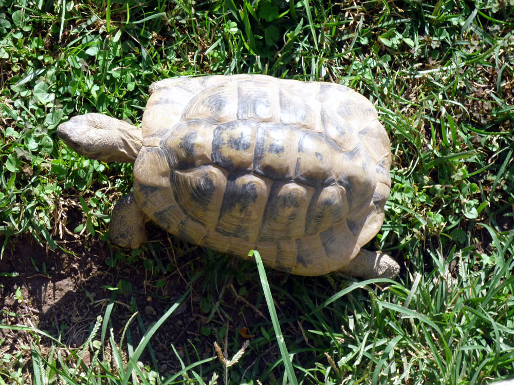 98     LA   TARTARUGAAmic