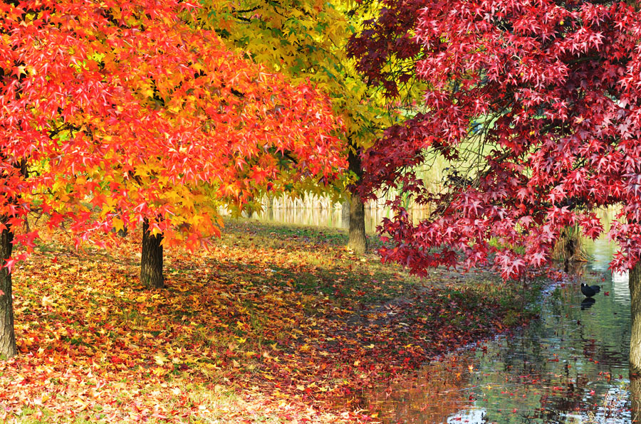 Autunno alla Pellerina (TO)