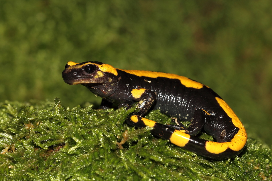 salamandra pezzata